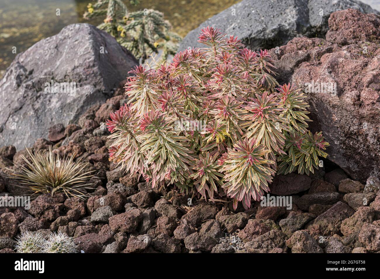 spurge (Eforbia 'Ascot Rainbow', Eforbia Ascot Rainbow), Sorte Ascot Rainbow, Deutschland Stockfoto