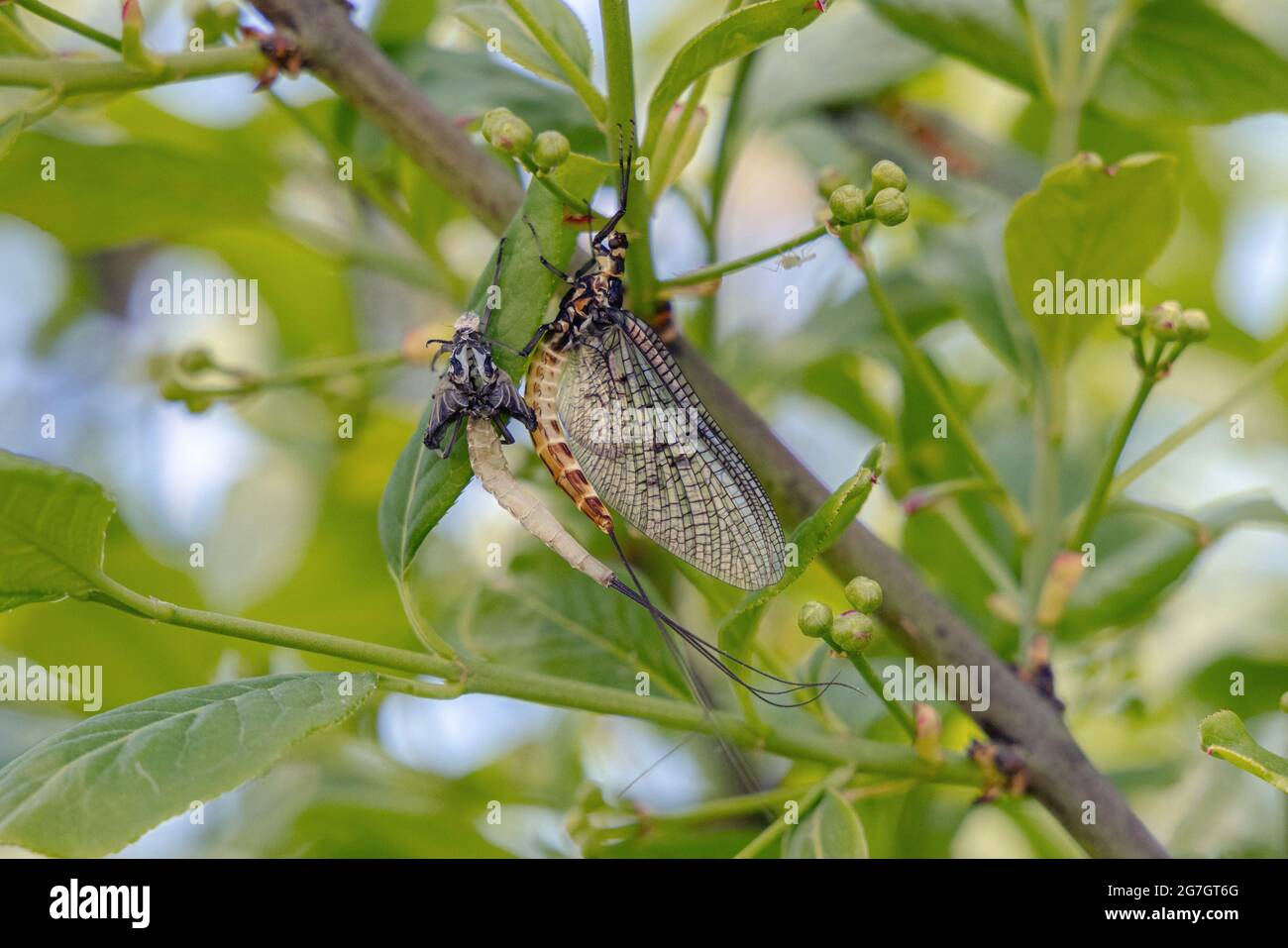 Gewöhnliche Mayfly (Ephemera vulgata), die nach dem Häuten mit Exvia an einem Zweig hängt, Deutschland, Bayern, Chiemsee Stockfoto