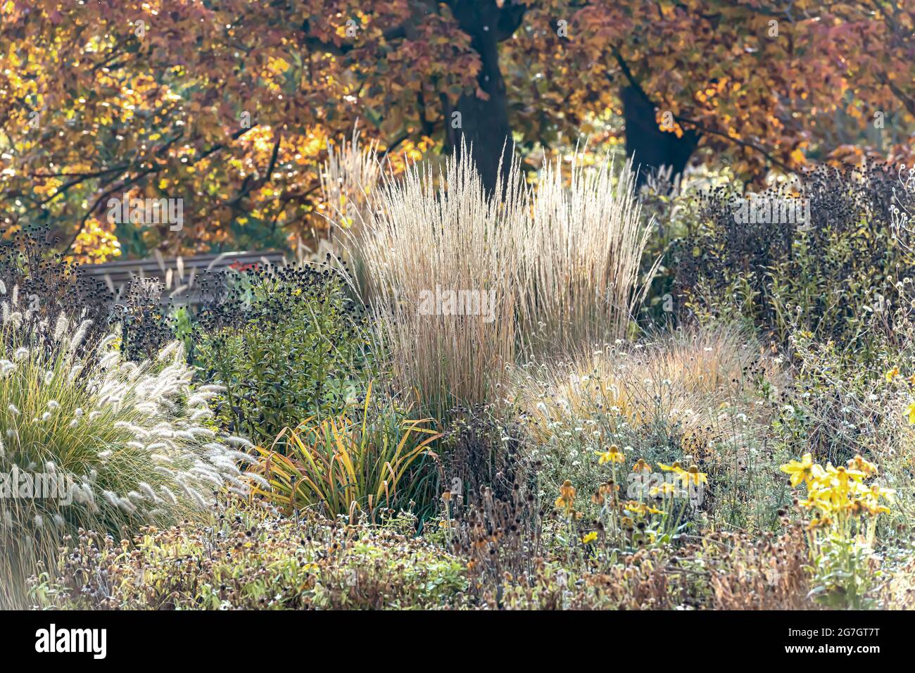 Calamagrostis stricta (Calamagrostis x acutiflora 'Karl Foerster', Calamagrostis x acutiflora Karl Foerster), im Sonnenlicht, Sorte Karl Foerster Stockfoto
