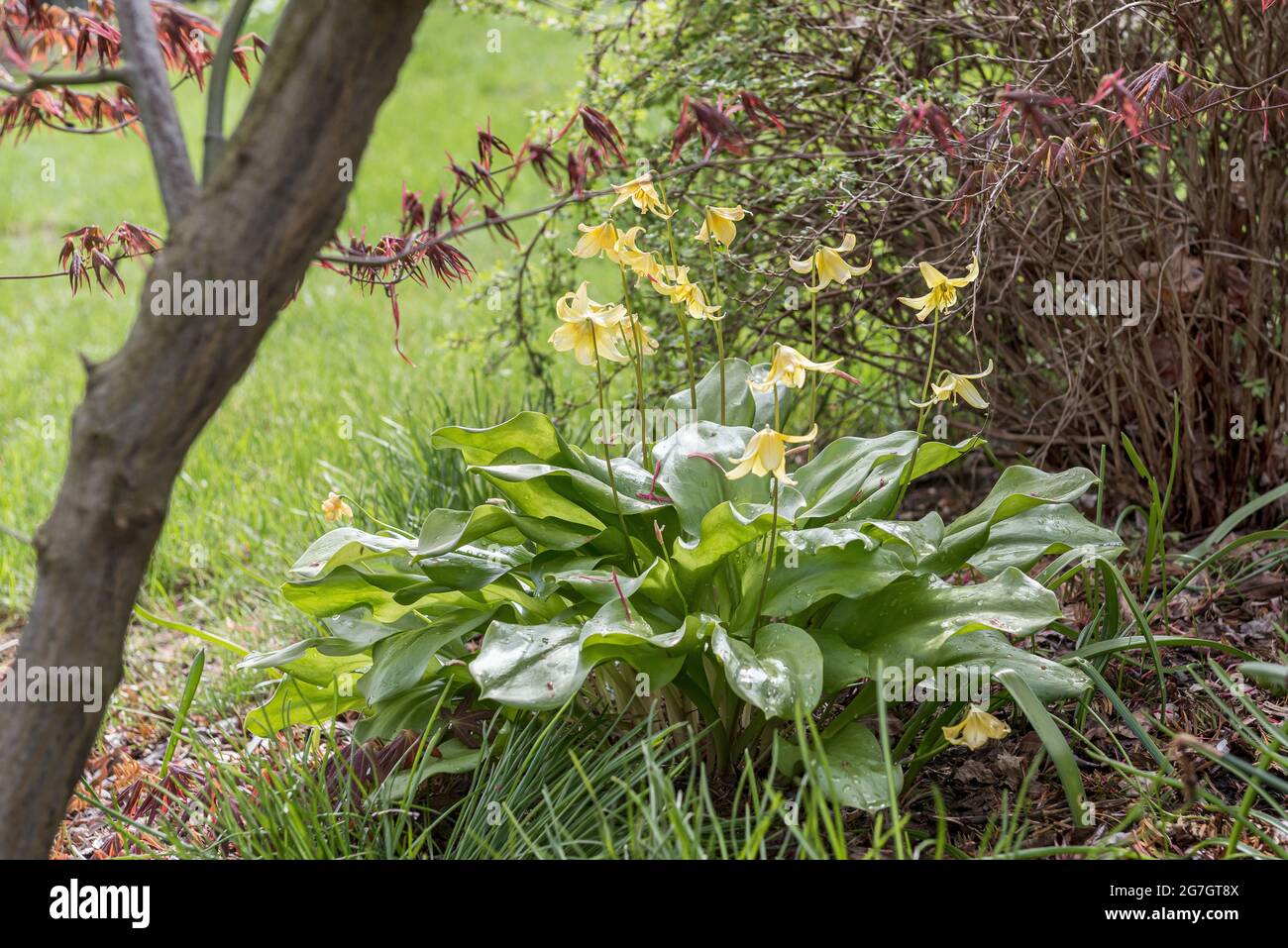 Maiglöckchen, Forellenlilie, Hundezahn-Veilchen, Adderzunge (Erythronium 'Pagode', Erythronium Pagode), blühende, kultivierte Pagode, Deutschland Stockfoto