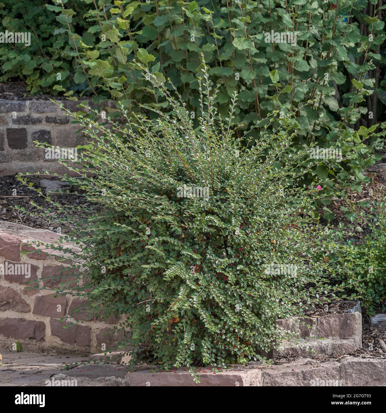 Verbreitung von Cotoneaster (Cotoneaster divaricatus), wächst an einer Wand Stockfoto