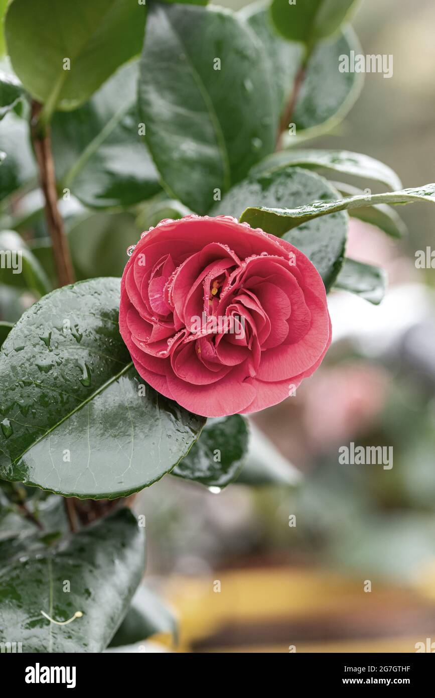 Japanische Kamelie (Camellia japonica 'Lady Campbell', Camellia japonica Lady Campbell), Blume, Sorte Lady Campbell, Deutschland Stockfoto