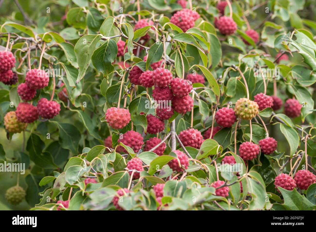 kousa Dogwood, japanischer Dogwood (Cornus kousa), Fruiting, Deutschland Stockfoto
