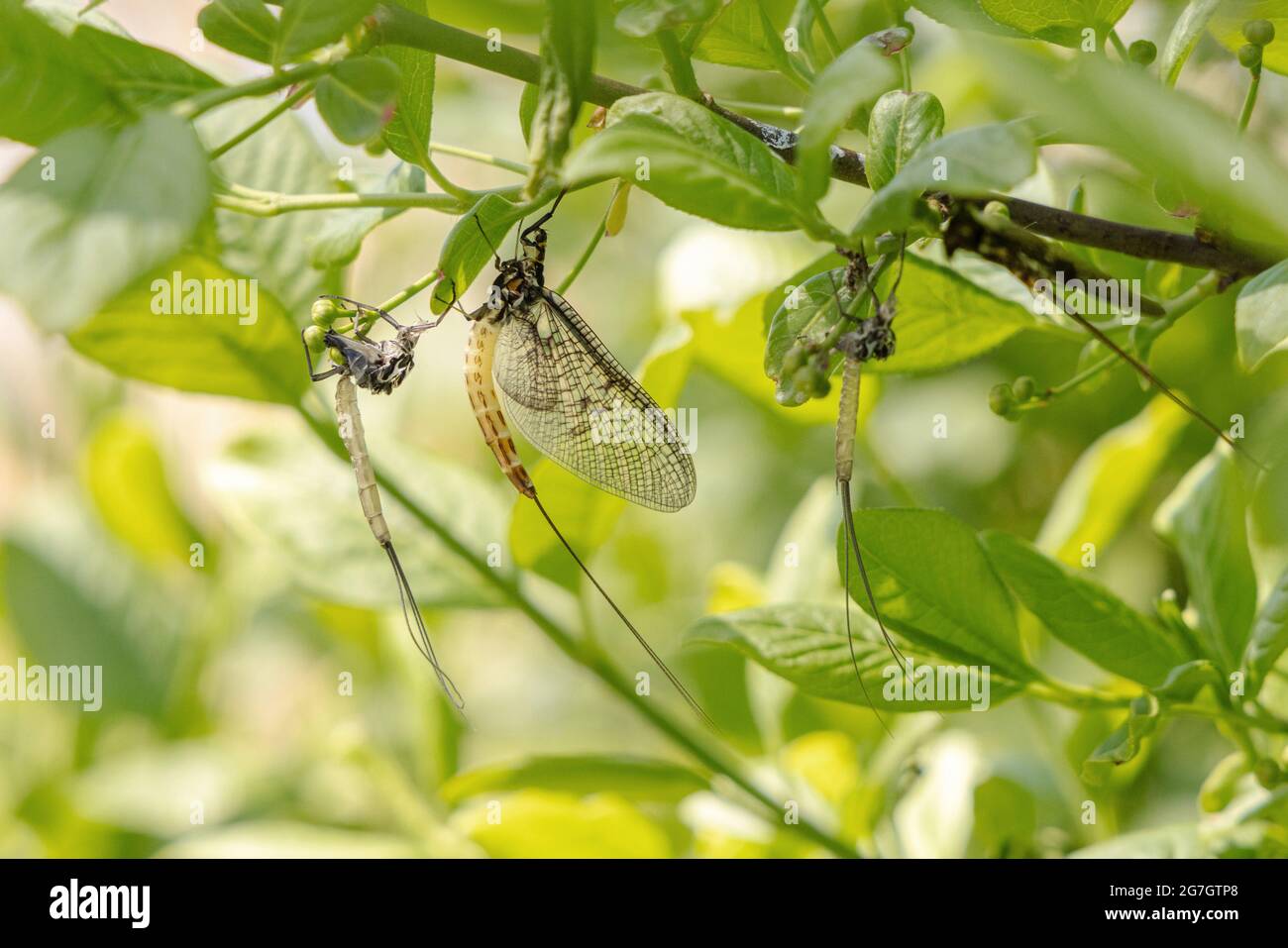 Gewöhnliche Mayfly (Ephemera vulgata), die nach dem Häuten mit Exvia an einem Zweig hängt, Deutschland, Bayern, Chiemsee Stockfoto