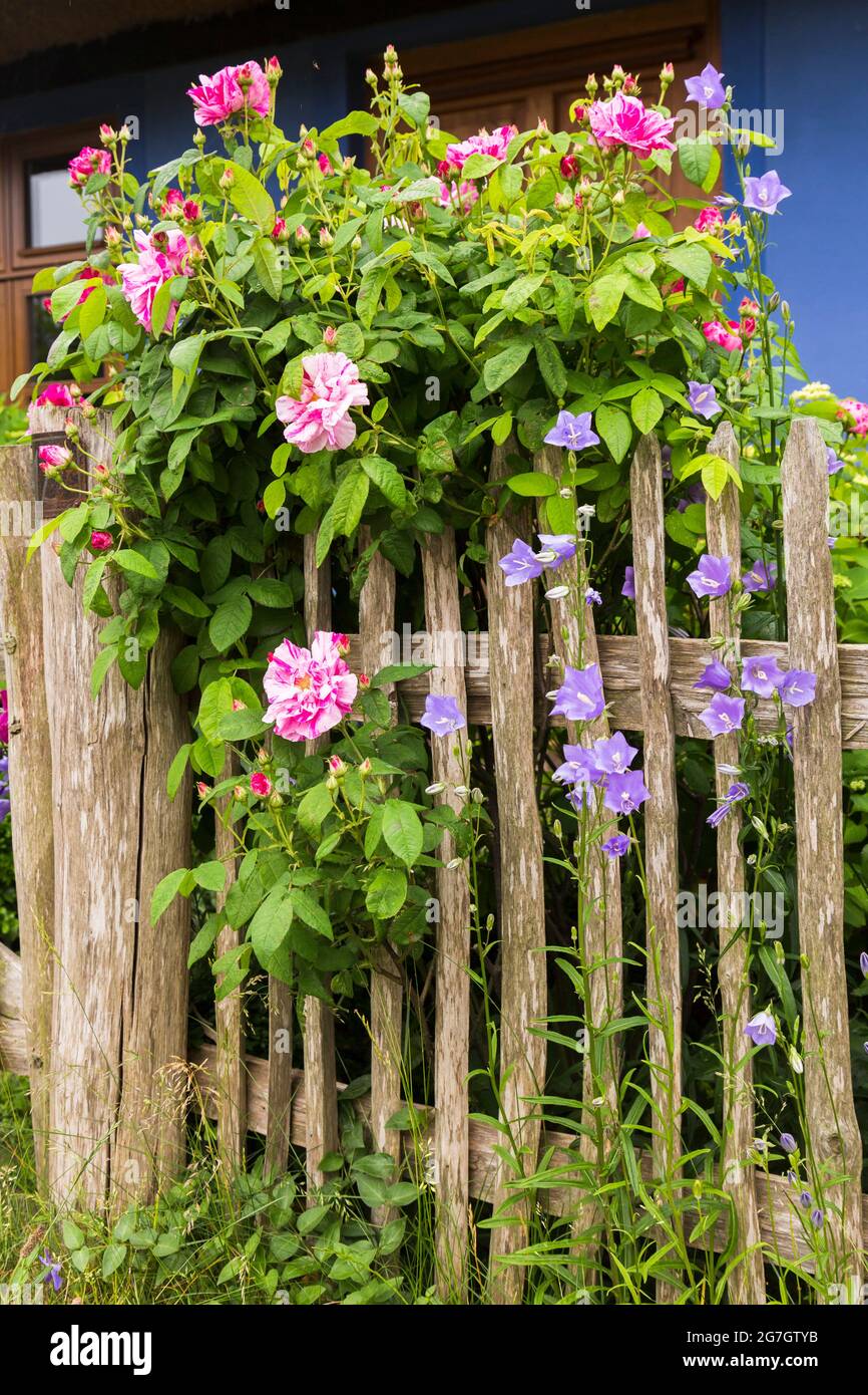 Pfirsichblatt Glockenblume (Campanula persicifolia), und Rosen hinter einem Holzzaun, Deutschland, Usedom Stockfoto