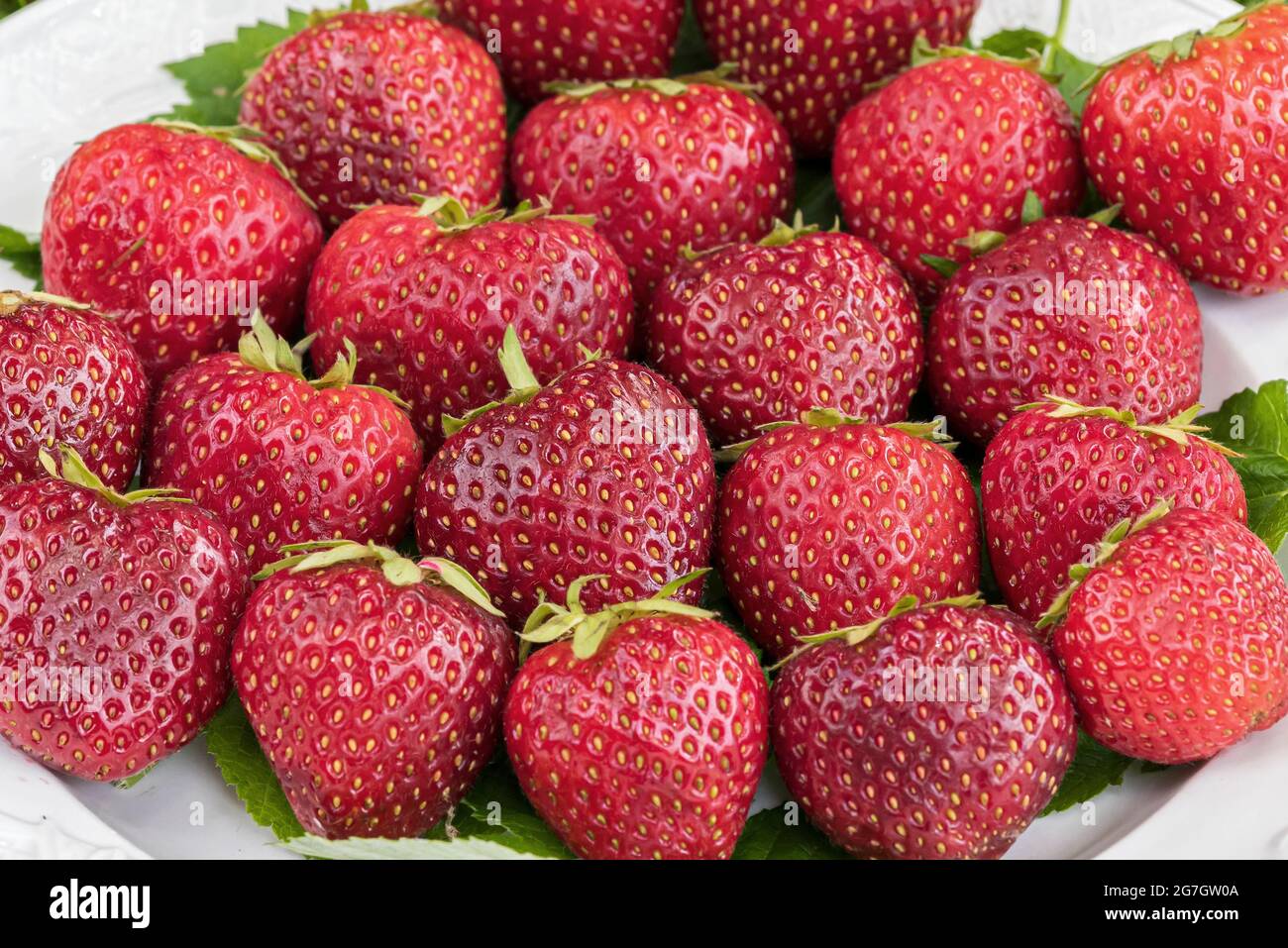 Hybride Erdbeere, Gartenerdbeere (Fragaria x ananassa 'Malwina', Fragaria x  ananassa Malwina, Fragaria ananassa), Erdbeeren der Sorte Stockfotografie -  Alamy