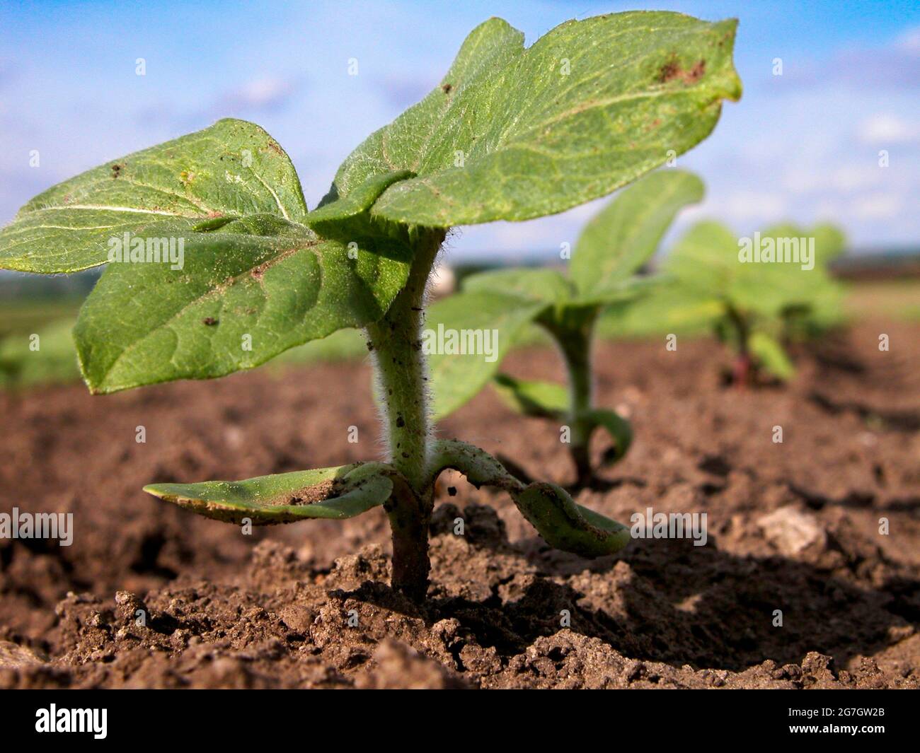 Sonnenblume (Helianthus annuus), Sonnenblumenzucht auf einem Feld, Österreich Stockfoto