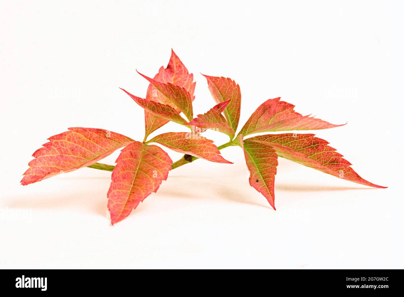Falsches Virginia-Kriechkraut (Parthenocissus inserta, Parthenocissus quinquefolia agg.), Herbstblätter, Ausschnitt Stockfoto