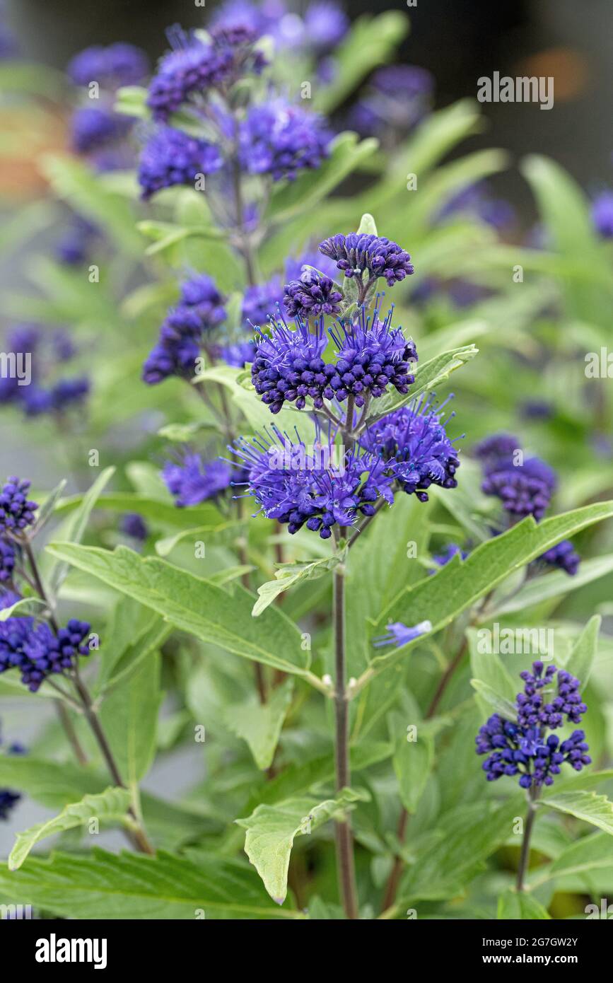 Blaubart, Blauer Spiraea (Caryopteris x clandonensis 'Dark Knight', Caryopteris x clandonensis Dark Knight), blühend, kultivierter Dark Knight, Deutschland, Stockfoto