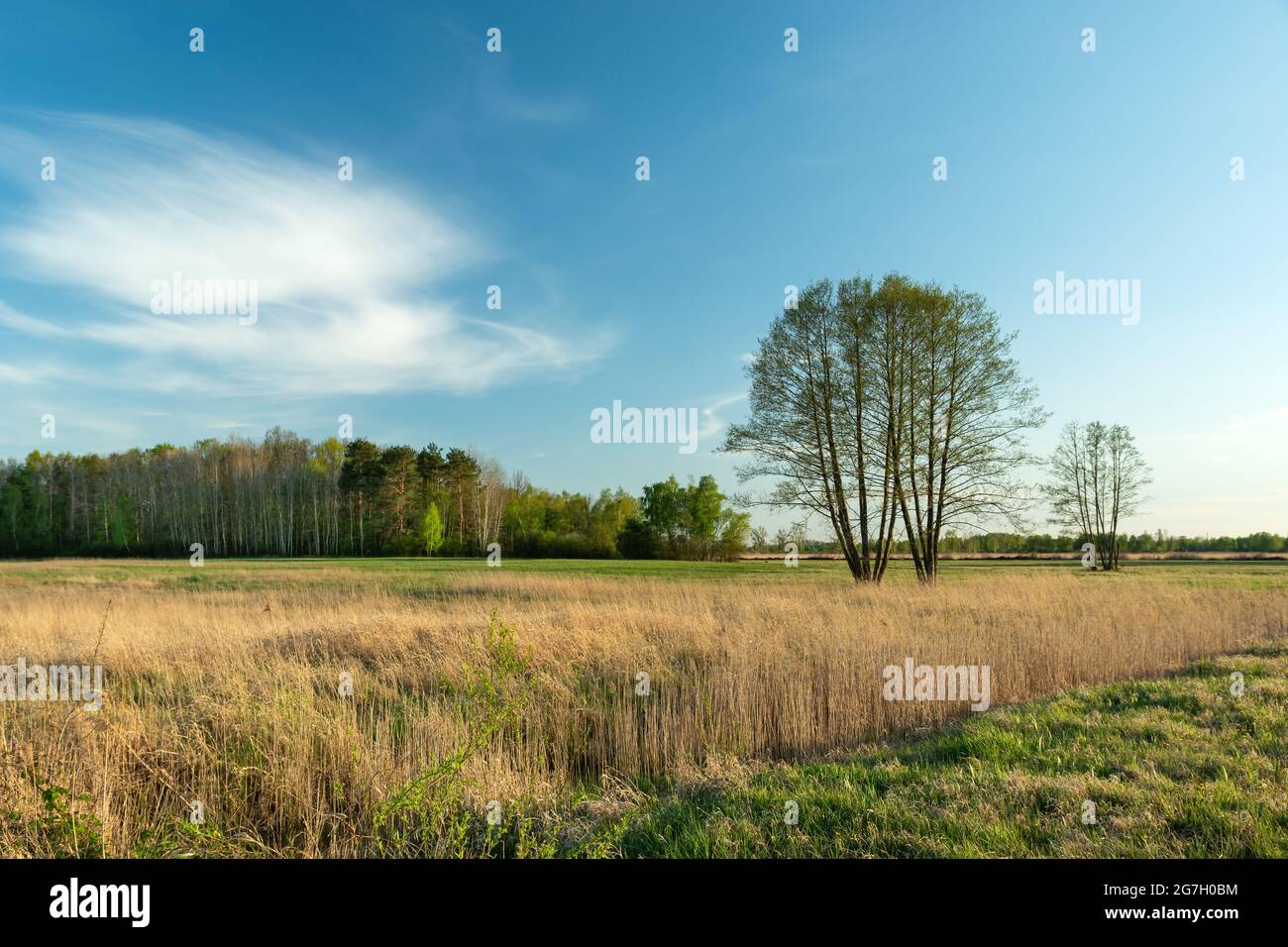 Hohe Bäume auf der Wiese vor dem Wald, Frühlingstag Stockfoto