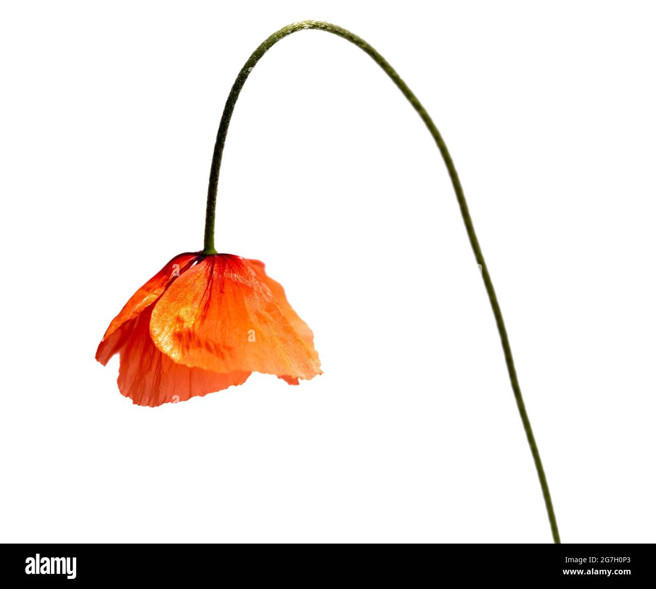 Herabhängende rote Mohnblume isoliert auf weißem Hintergrund Stockfoto