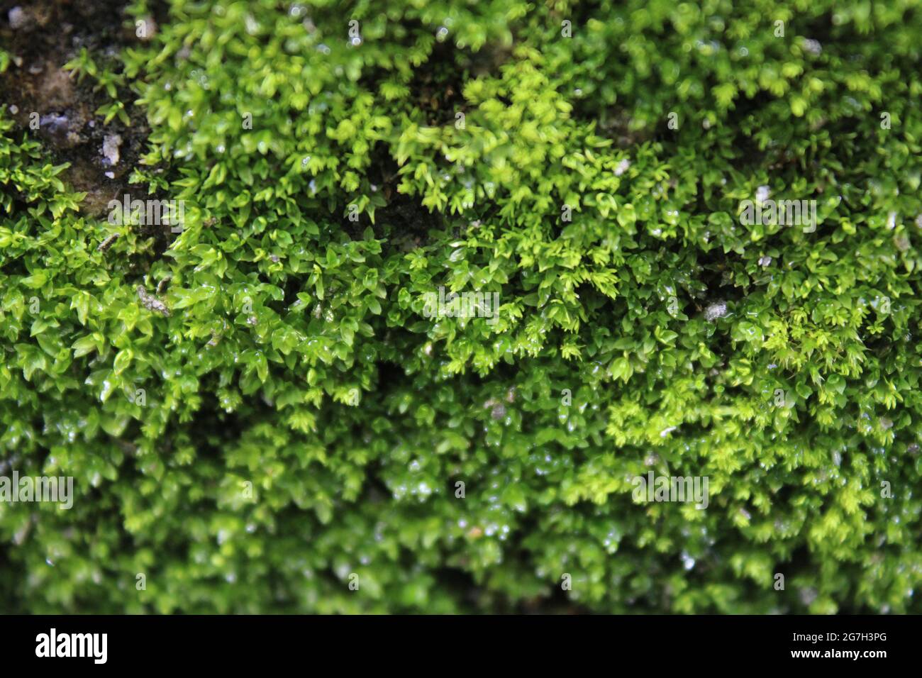 Full HD-Grünalgen oder Rasen Stockfoto