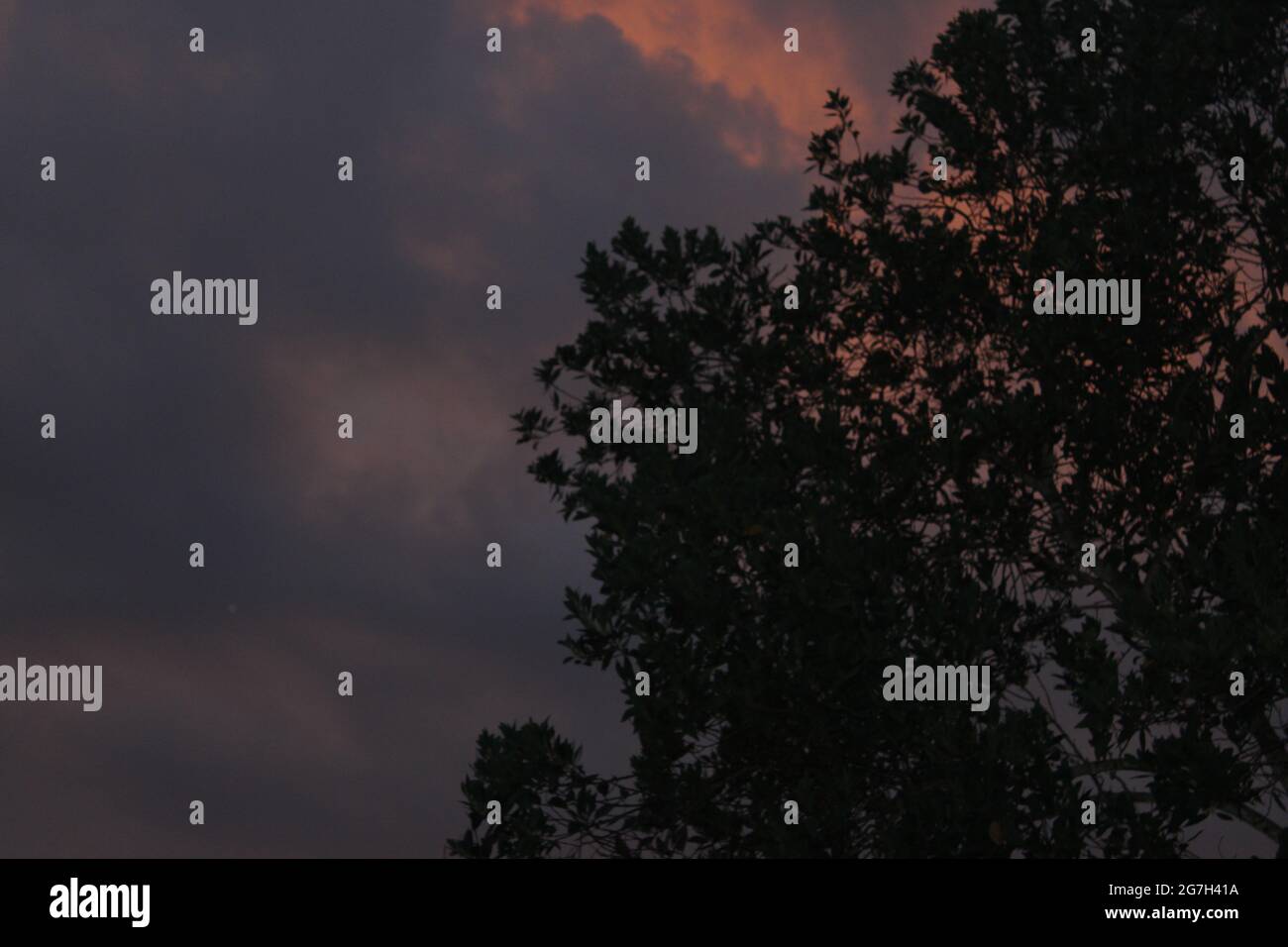 Abendhimmel und Baum Stockfoto