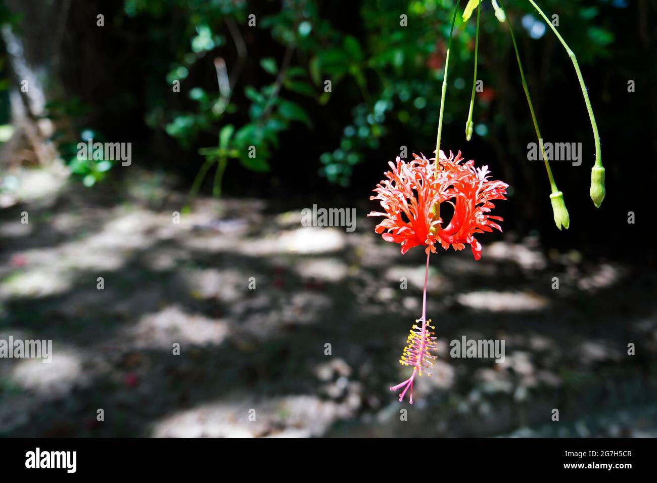 Fransenblüte (Hibiscus schizopetalus) Stockfoto