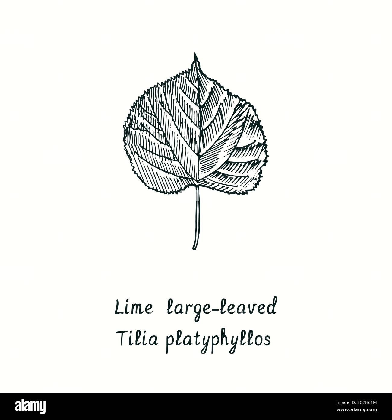 Großblättriges Kalk-Blatt (Tilia platyphyllos). Tusche schwarz-weiße Doodle Zeichnung im Holzschnitt-Stil. Stockfoto
