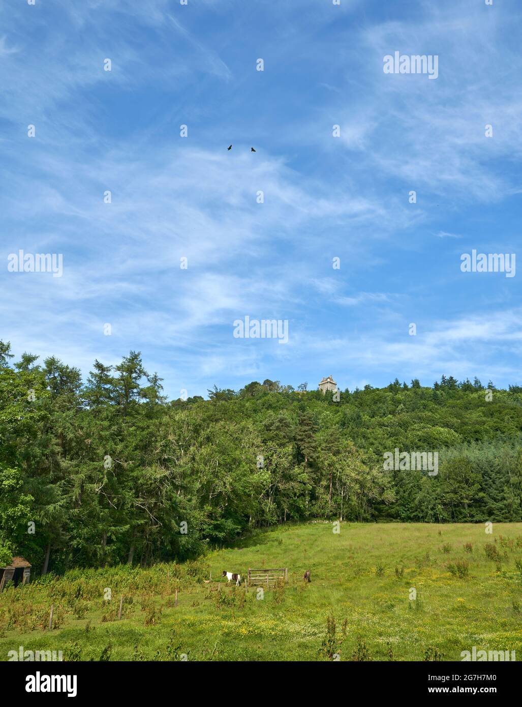 Bussarde kreisen über Fatlips Castle, einem Wahrzeichen der schottischen Grenzen, das auf den Minto Crags thront. Stockfoto