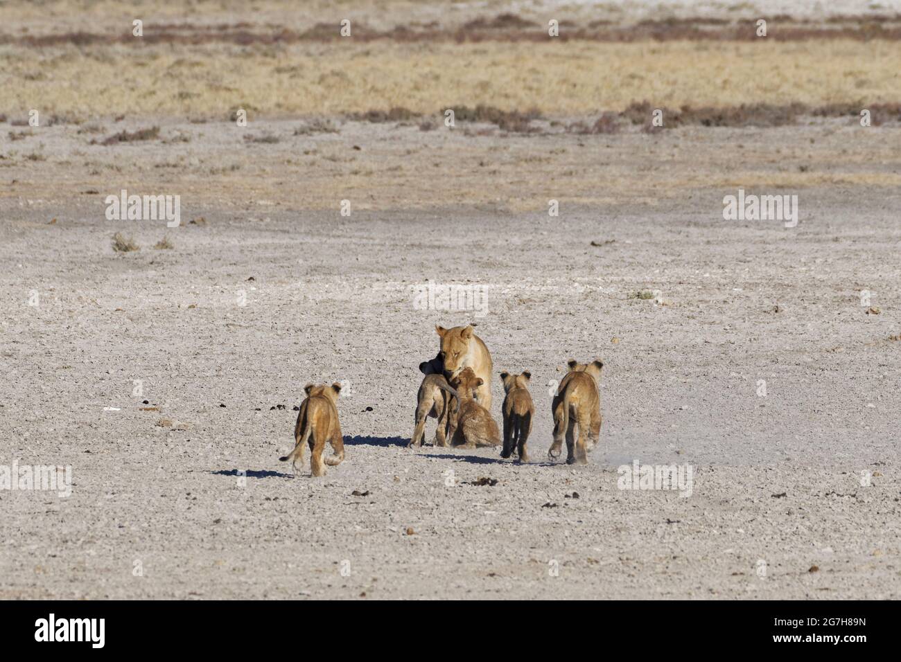 Afrikanische Löwen (Panthera leo), Junge, die auf ihre Mutter, den Etosha National Park, Namibia, Afrika, zulaufen Stockfoto