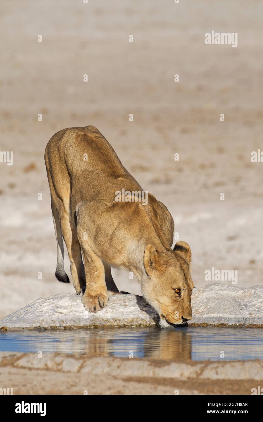 Löwin (Panthera leo), Erwachsene Frau, trinkt am Wasserloch, Etosha National Park, Namibia, Afrika Stockfoto