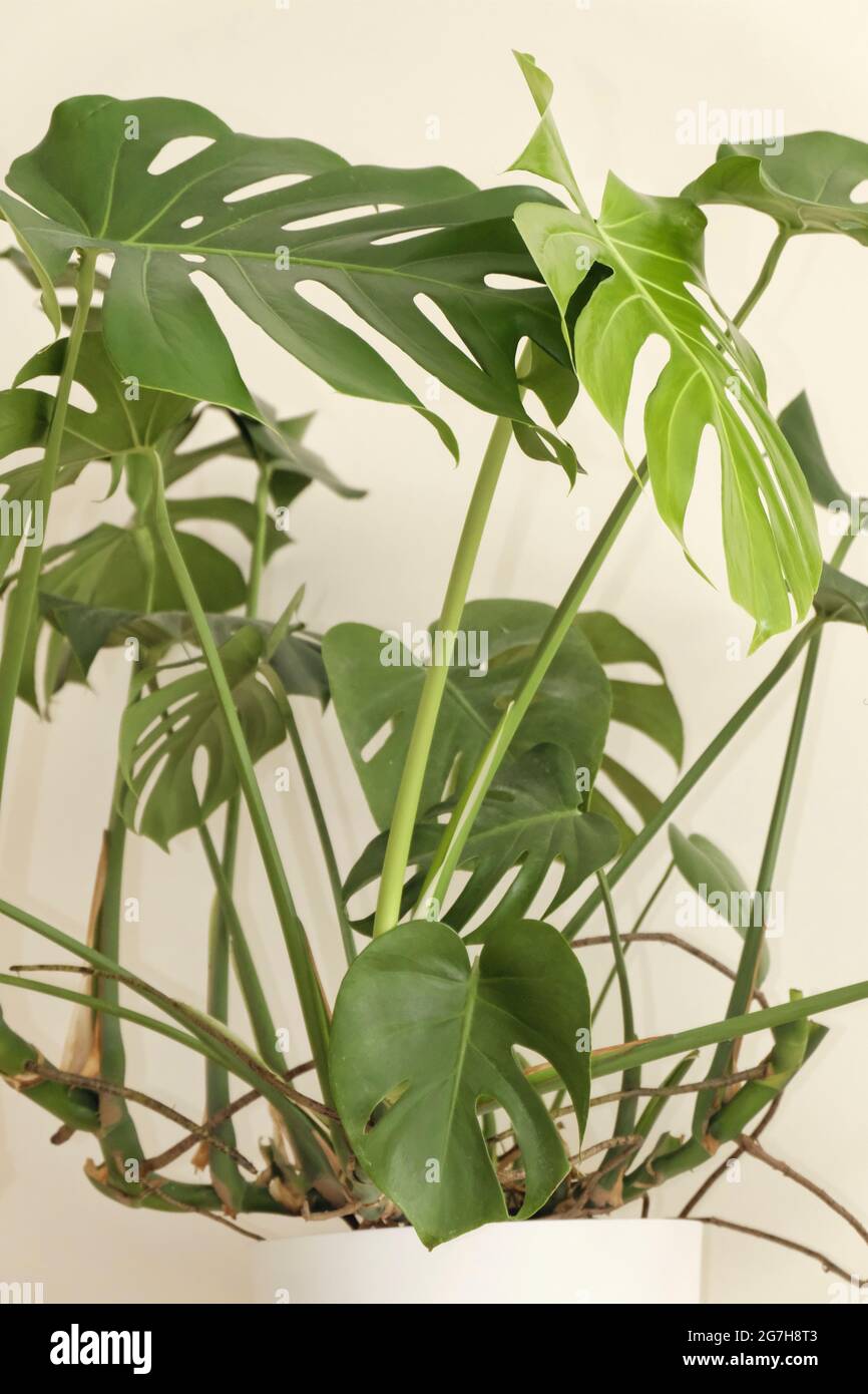 Ungepflegt, nicht sehr gut gepflegt in der Schweizer Käserei (Monstera deliciosa) Stockfoto