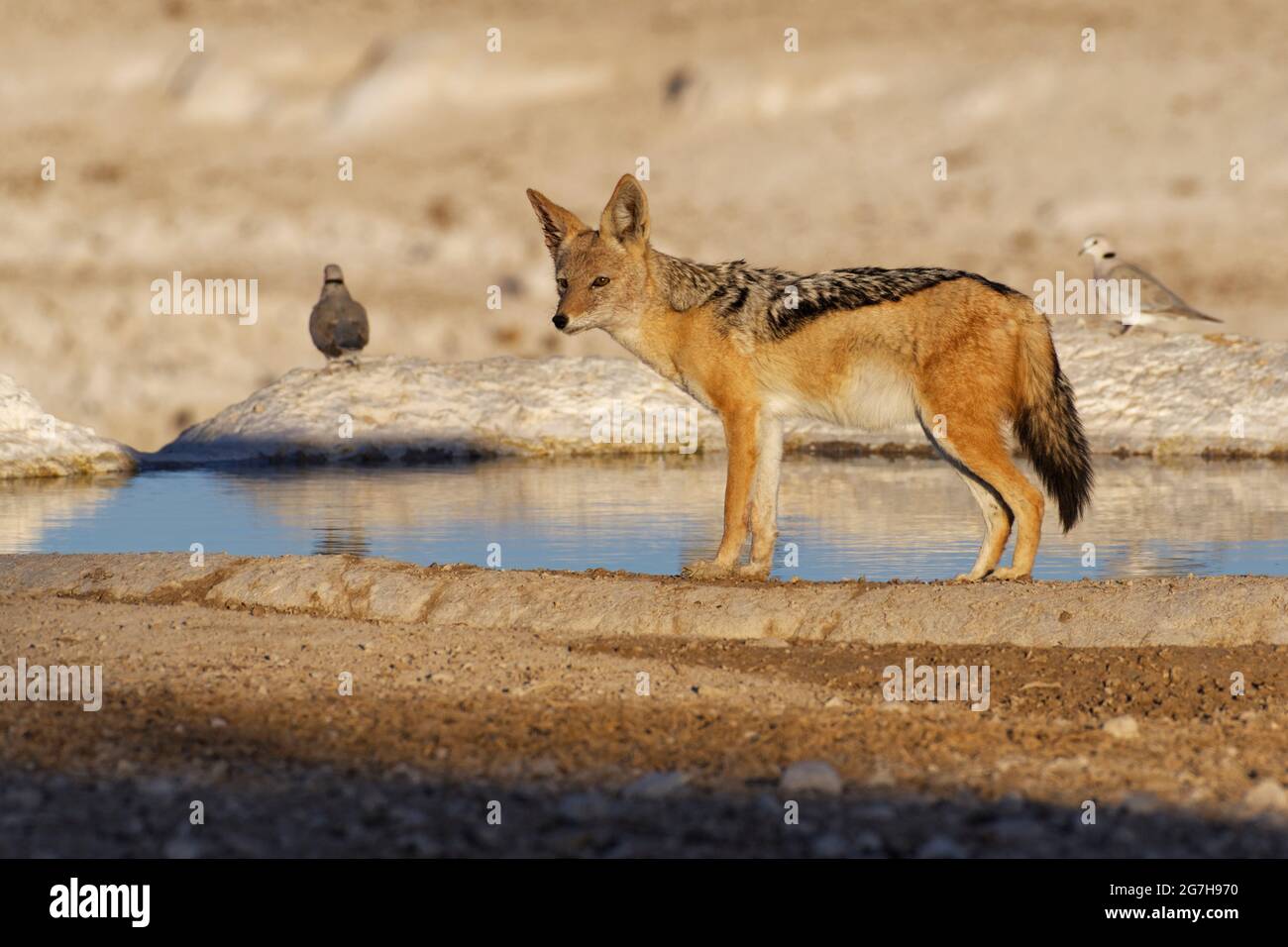 Schwarzer Schakal (Canis mesomelas) beobachtet die Umgebung am Wasserloch, zwei Ringtauben (Streptopelia capicola) hinten, Etosha, Namibia Stockfoto