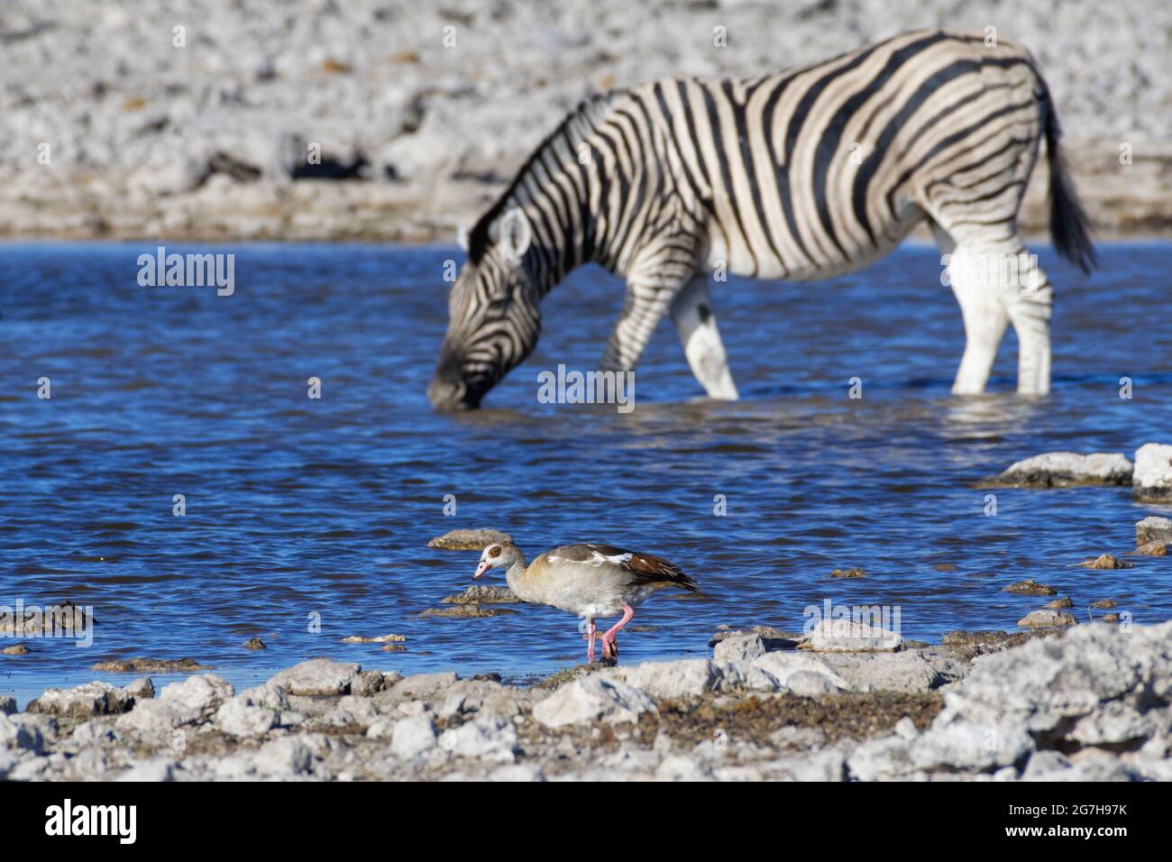 Ägyptische Gans (Alopochen aegyptiaca) auf Nahrungssuche, Burchells Zebra (Equus quagga burchellii) im Wassertrinken auf der Rückseite, Etosha NP, Namibia Stockfoto