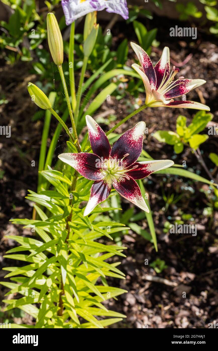 'Tango Cappuccino' Asiatische Lilie, Asiatisk lilja (Lilium asiatica) Stockfoto