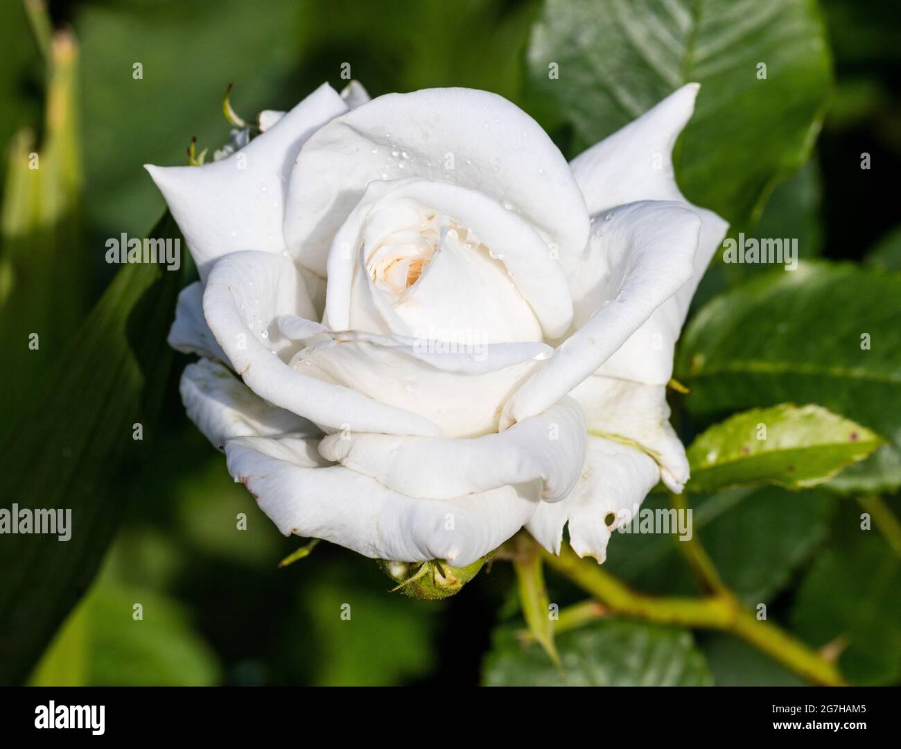 Annapurna-Hybridrose, Teebrosen (Rosa) Stockfoto
