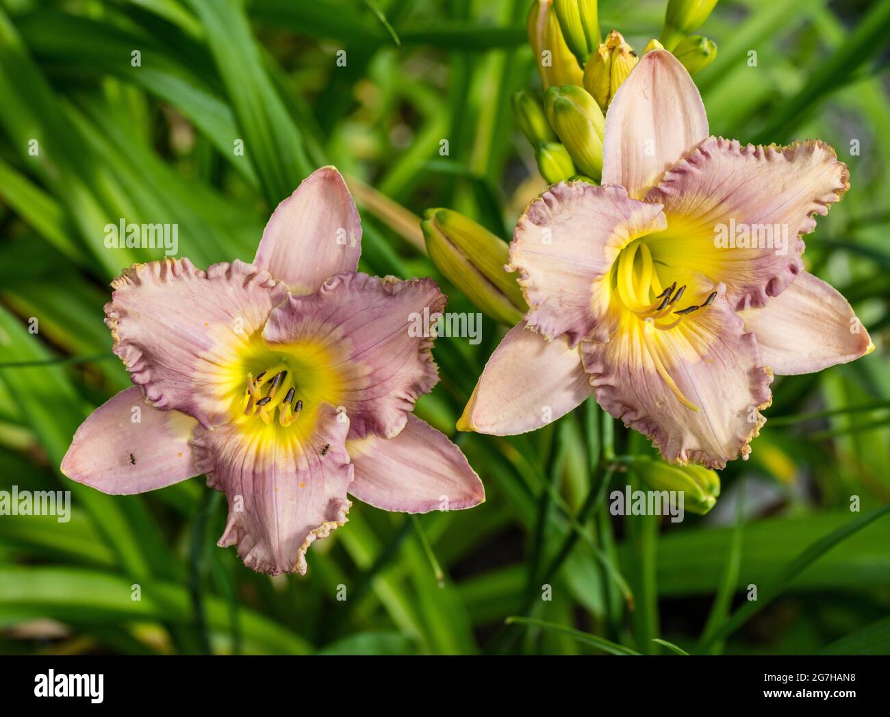 "Rauch-Signal' Daylily, Daglilja (Hemerocallis) Stockfoto