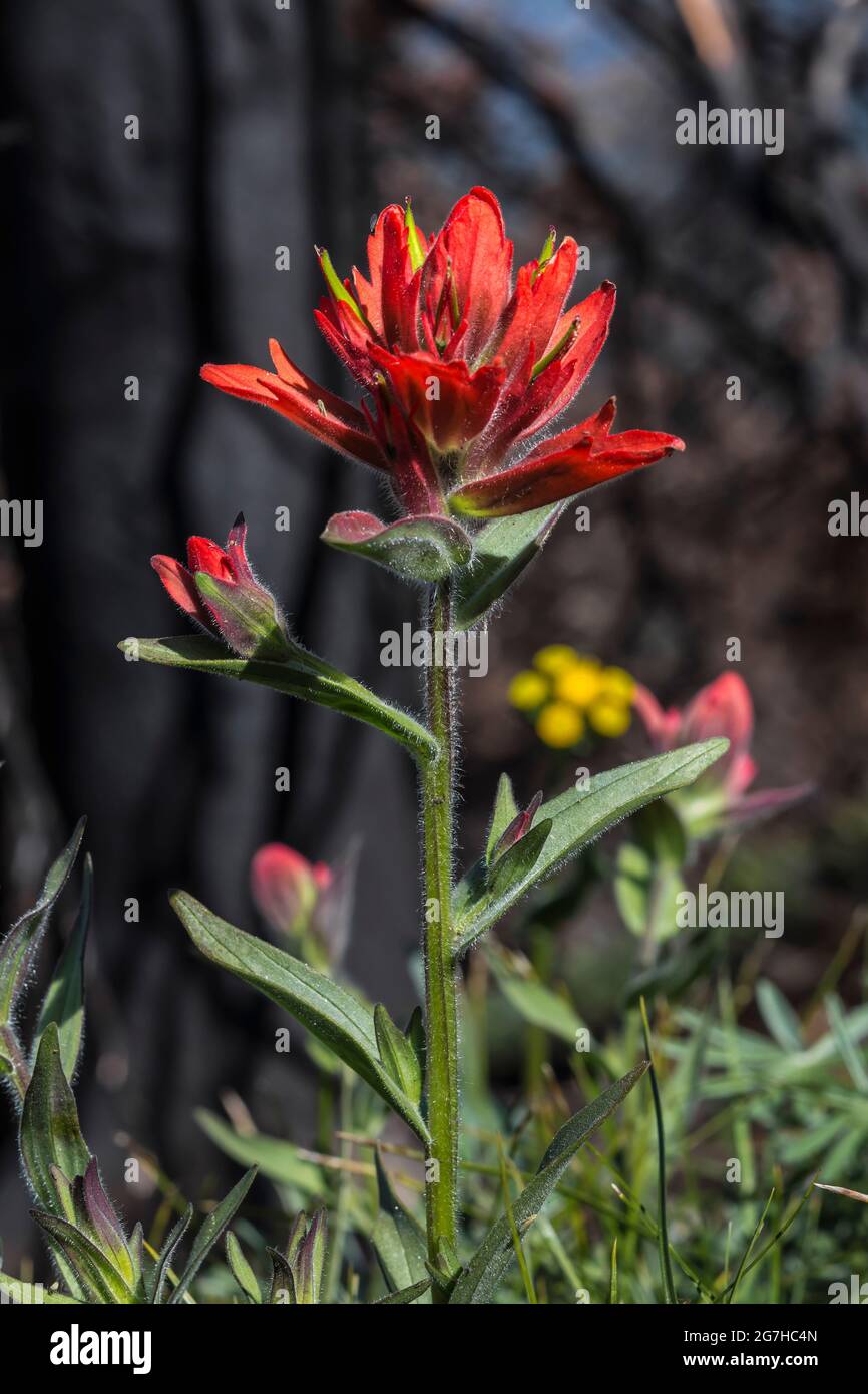 Scarlet Paintbrush, Castilleja miniata, am Tafelberg, Okanogan-Wenatchee National Forest, Washington State, USA Stockfoto