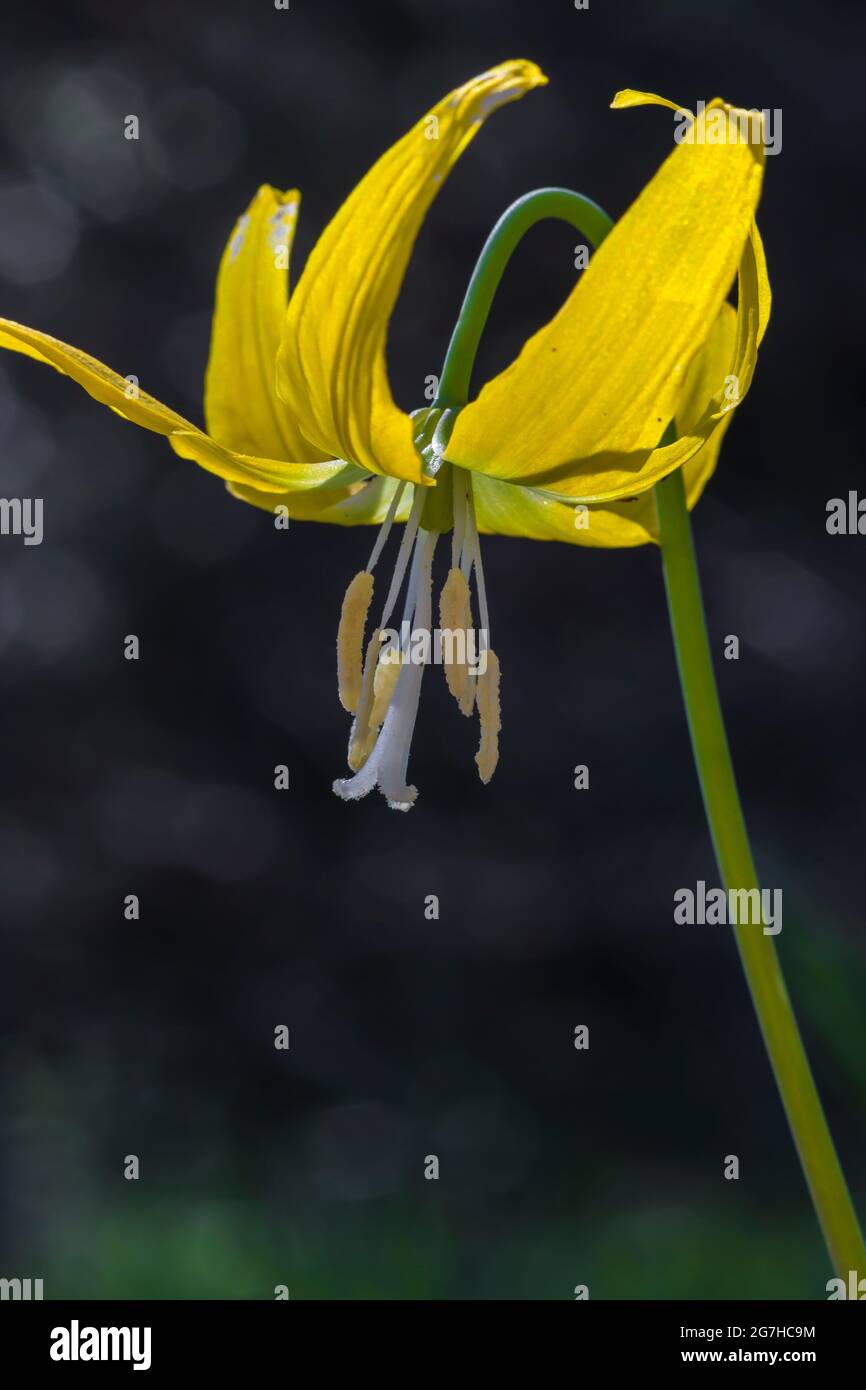 Glacier Lily, Erythronium grandiflorum, blüht am Tafelberg, Okanogan-Wenatchee National Forest, Washington State, USA Stockfoto