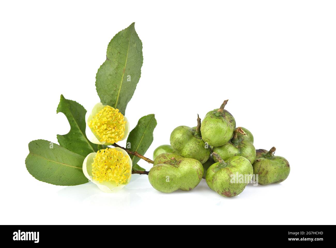 Grüne Teesamen und Teeblümchen isoliert auf weißem Hintergrund Stockfoto