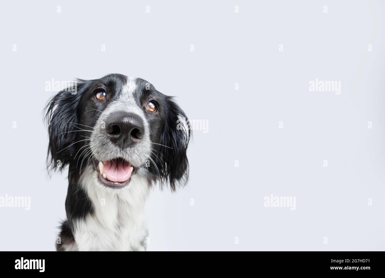 Portrait glücklich lächelnd Welpe Hund isoliert auf grauem Hintergrund Stockfoto