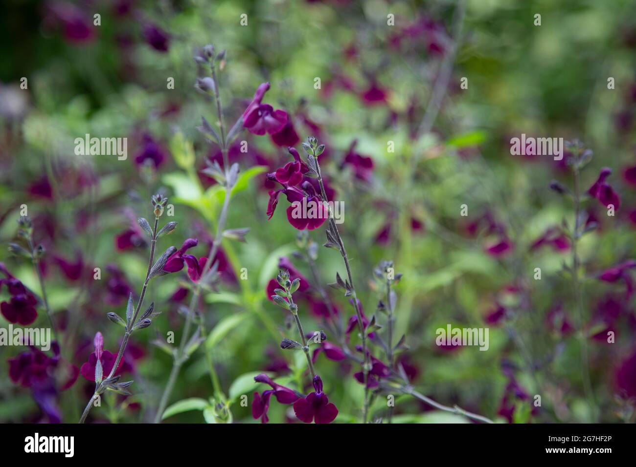Die violetten Blüten des fruchtigen Salbei 'Salvia Nachtvlinder' im Salbei-Garten im Chelse Physic Garden, London, UK. Der Chelsea Physic Garden ist Stockfoto