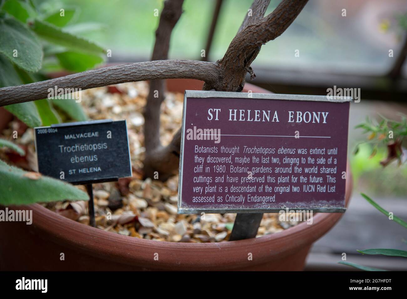St. Helena Ebony (Trochetiopsis ebenus) galt als ausgestorben, bis die letzten beiden 1980 an einer Klippe festgeklammert entdeckt wurden. Stockfoto