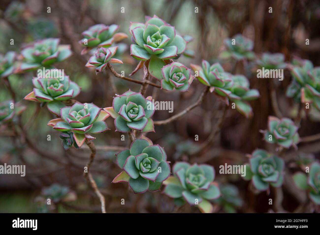 Aeonium decorum (Green Pinwheel) ist eine saftige, immergrüne Pflanze, die auf den Kanarischen Inseln heimische, Stockfoto