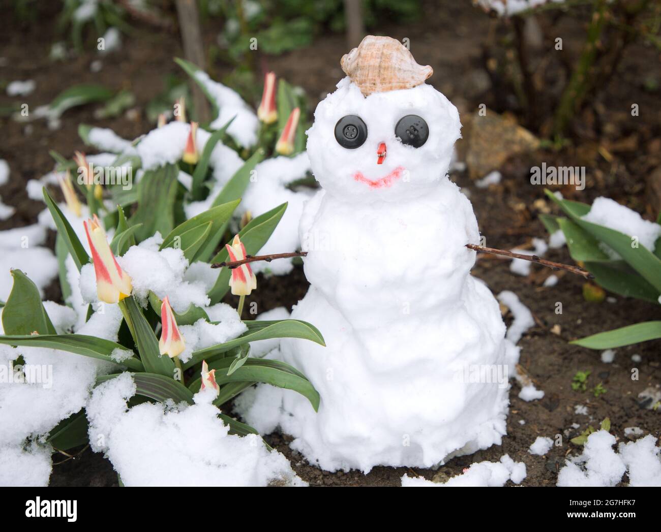 Ein kleiner lächelnder Schneemann steht in einem Blumenbett mit frühlingshaften Tulpenblüten. Zwischen Winter und Frühling. Kinderfreude. Unerwarteter Märzschnee. ch Stockfoto