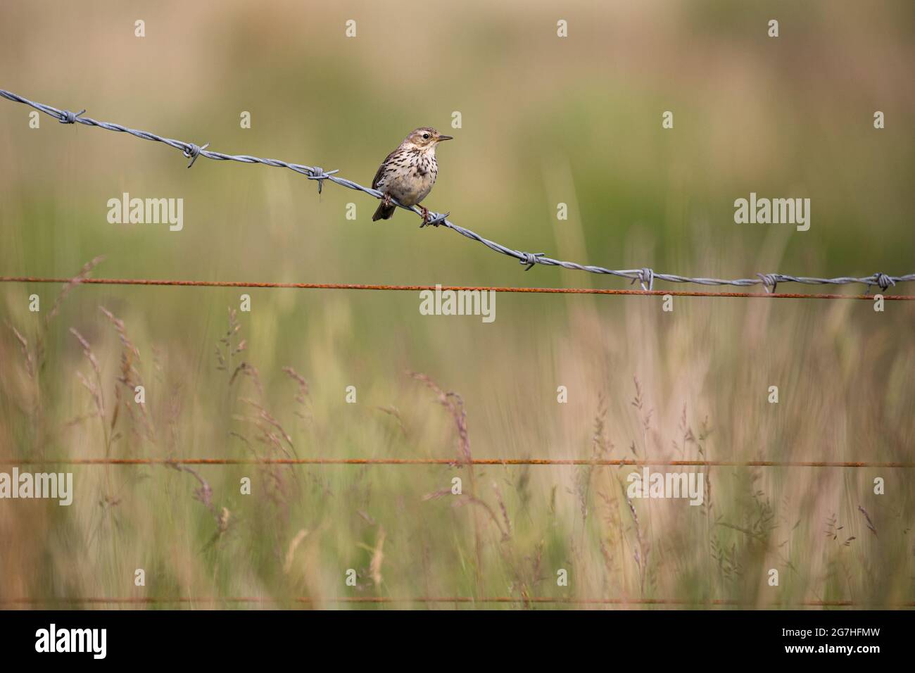 Skylark thront auf Stacheldraht. Stockfoto