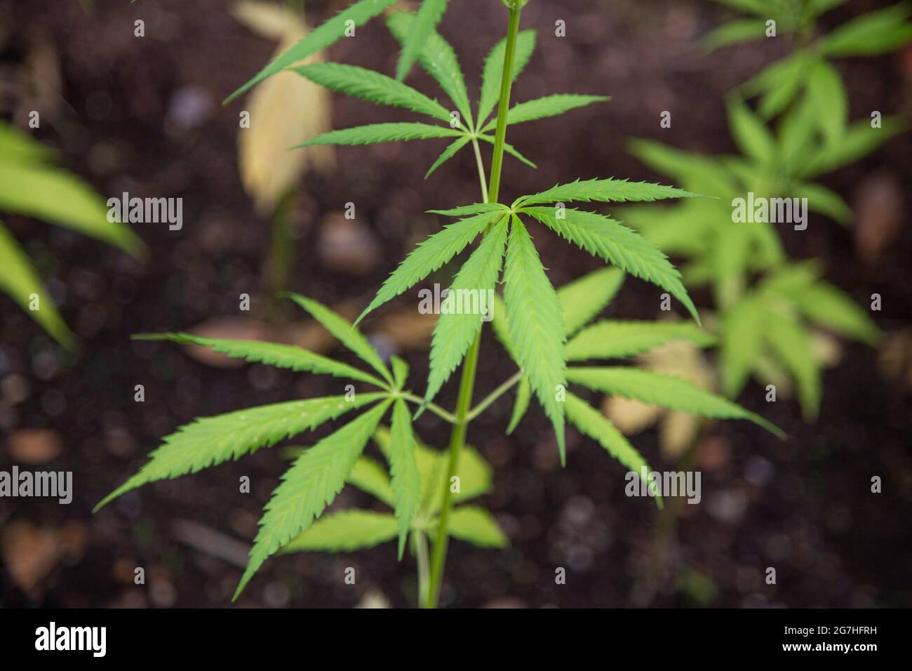 Cannabis sativa ist eine jährlich krautige blühende Pflanze, die in Ostasien beheimatet ist. Es wurde während der gesamten aufgezeichneten Geschichte kultiviert und als sauer verwendet Stockfoto