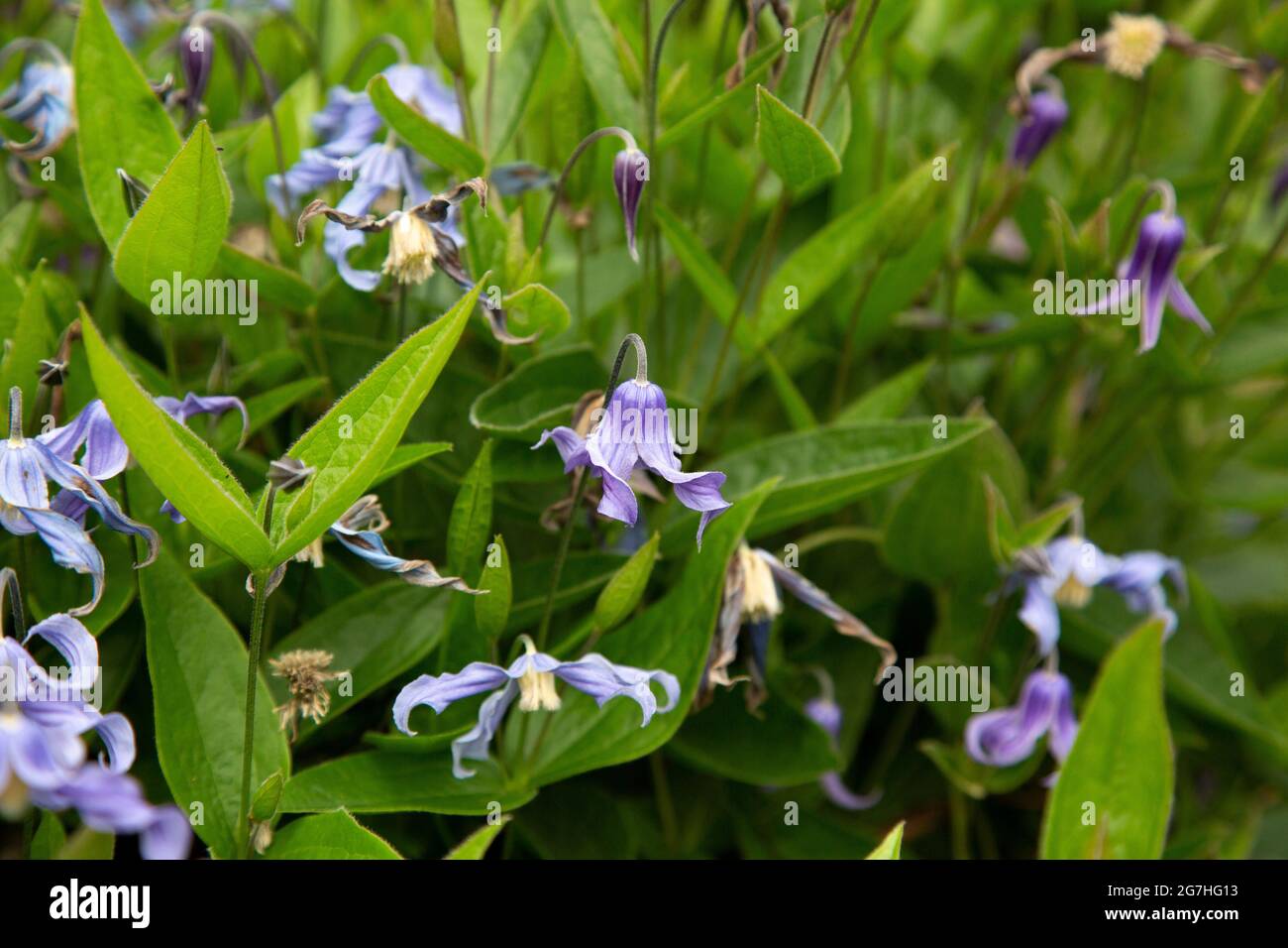 Clematis integrifolia 'Blue Ribbons' ist ein niedrig wachsender Strauch clematis mit gewellten Blütenblättern. Stockfoto