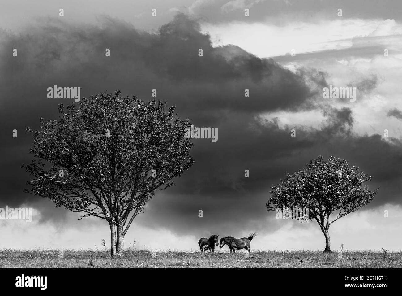 Exmoor Ponys auf Exmoor, Großbritannien. Stockfoto