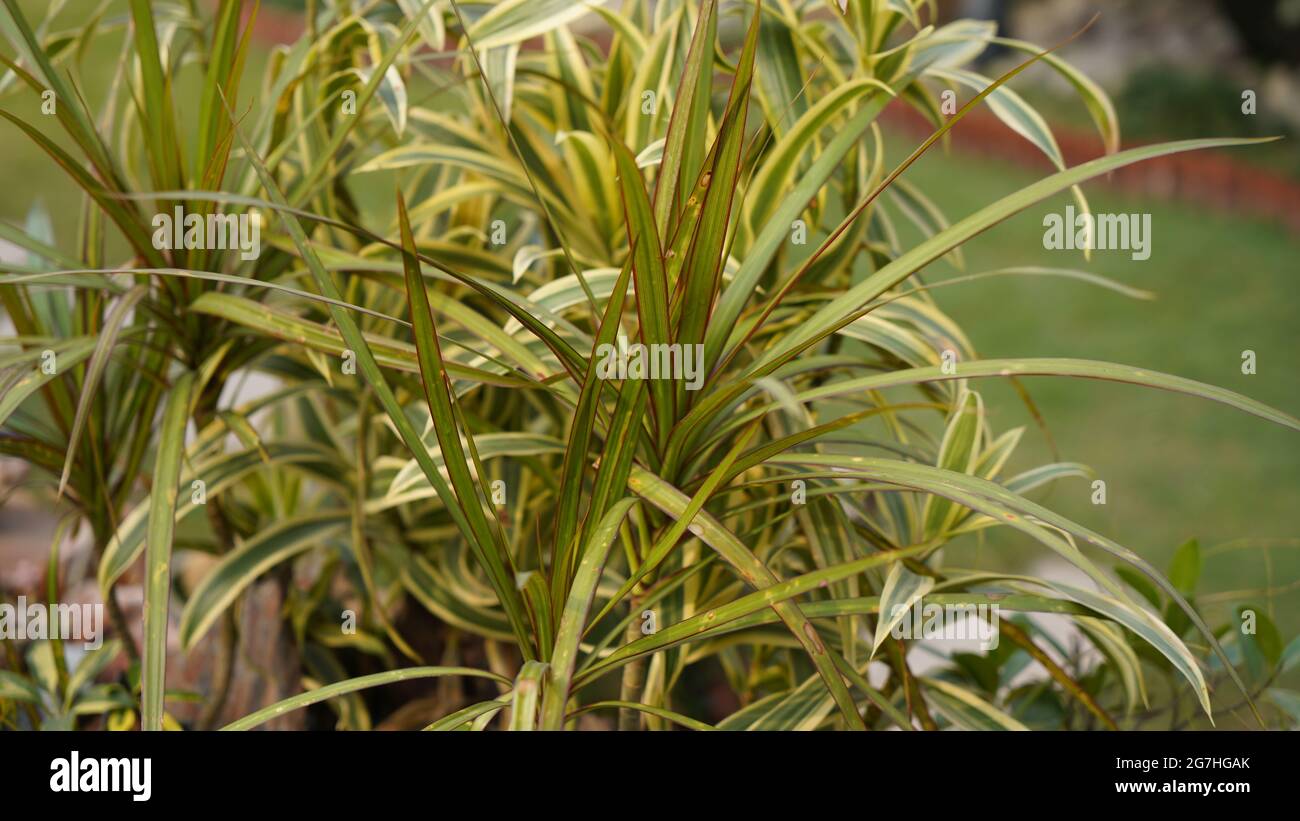 Baumschule Pflanze hohe Qualität Bild.Treevine India | Chlorophytum, Spider Plant | 5' - 9' Zoll Pflanzenhöhe mit Topf | Pflanze für Zuhause Dekoration, Stockfoto