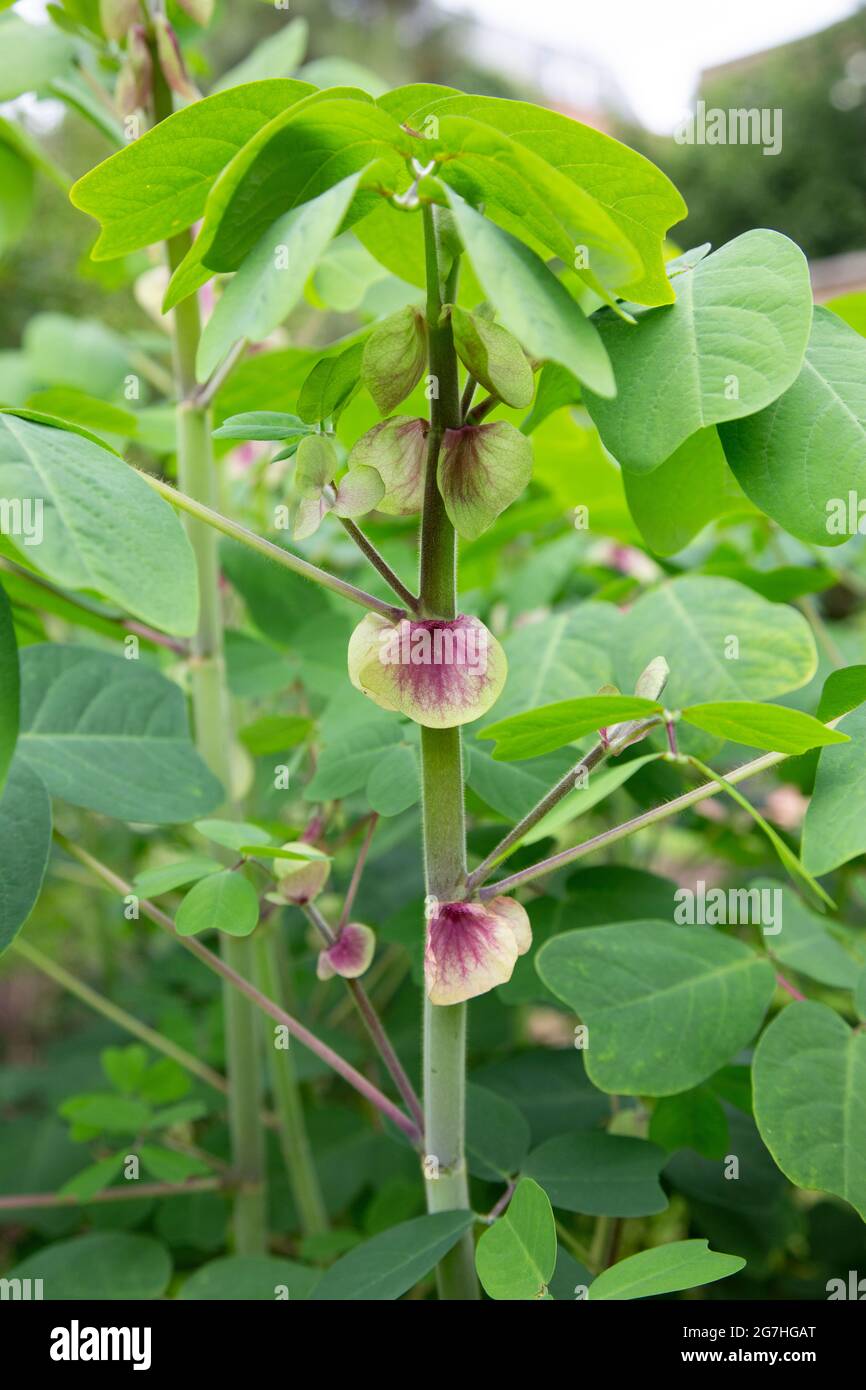 Amicia zygomeris, auch als Jochblättrige Amicia bekannt, sind aufrechte Stauden mit alternativem Laub, bestehend aus 4 Blättchen, mit auffälligen violettgeäderten Blättern Stockfoto