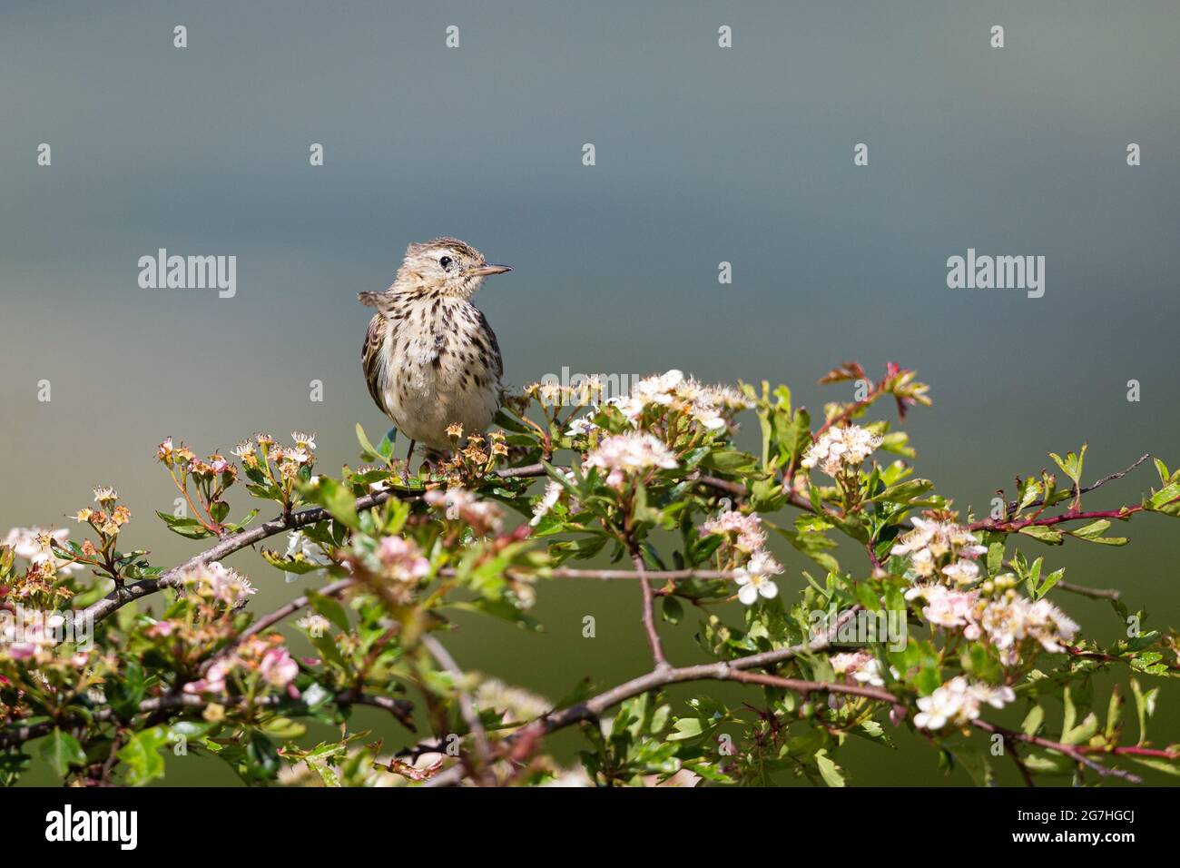 Skylark thront in einem Weißdornbaum. Stockfoto
