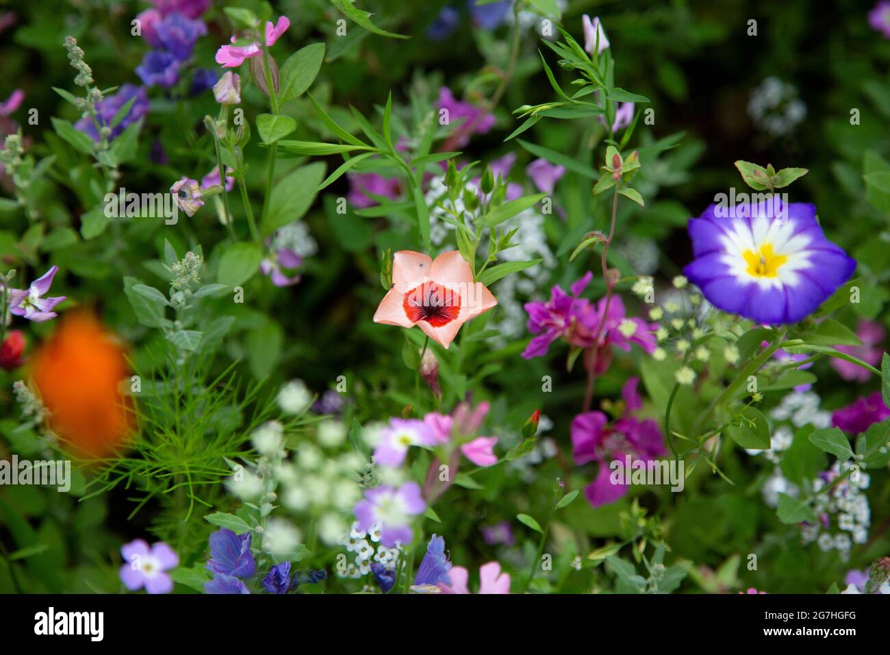 Wilde Blumen im Chelsea Physic Garden, London, Großbritannien. Stockfoto