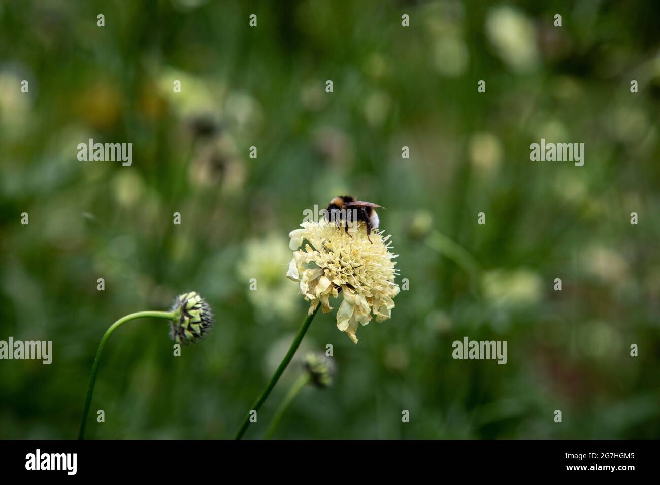 Eine Heidebumblebee (Bombus jonellus), die auf einer Scabiosa Columbaria-Blume sitzt, die auch als blassgelbe Schabrackenblume im Chelsea Physics Garden, London, bekannt ist, Stockfoto