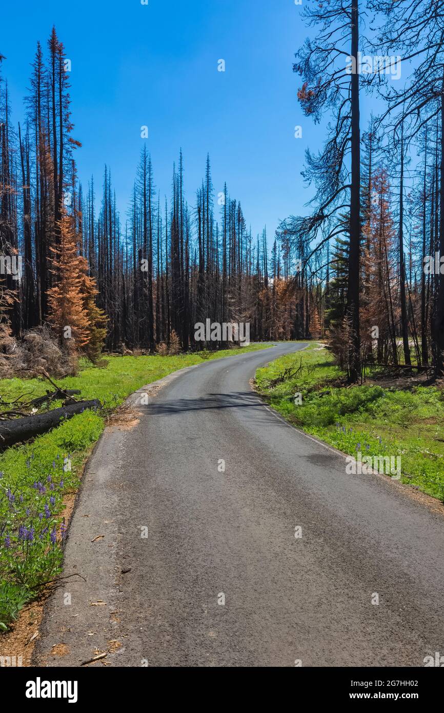 Straße durch den Wald, der im Tafelberg-Feuer von 2012 verbrannt wurde, Tafelberg, Okanogan-Wenatchee National Forest, Washington State, USA Stockfoto