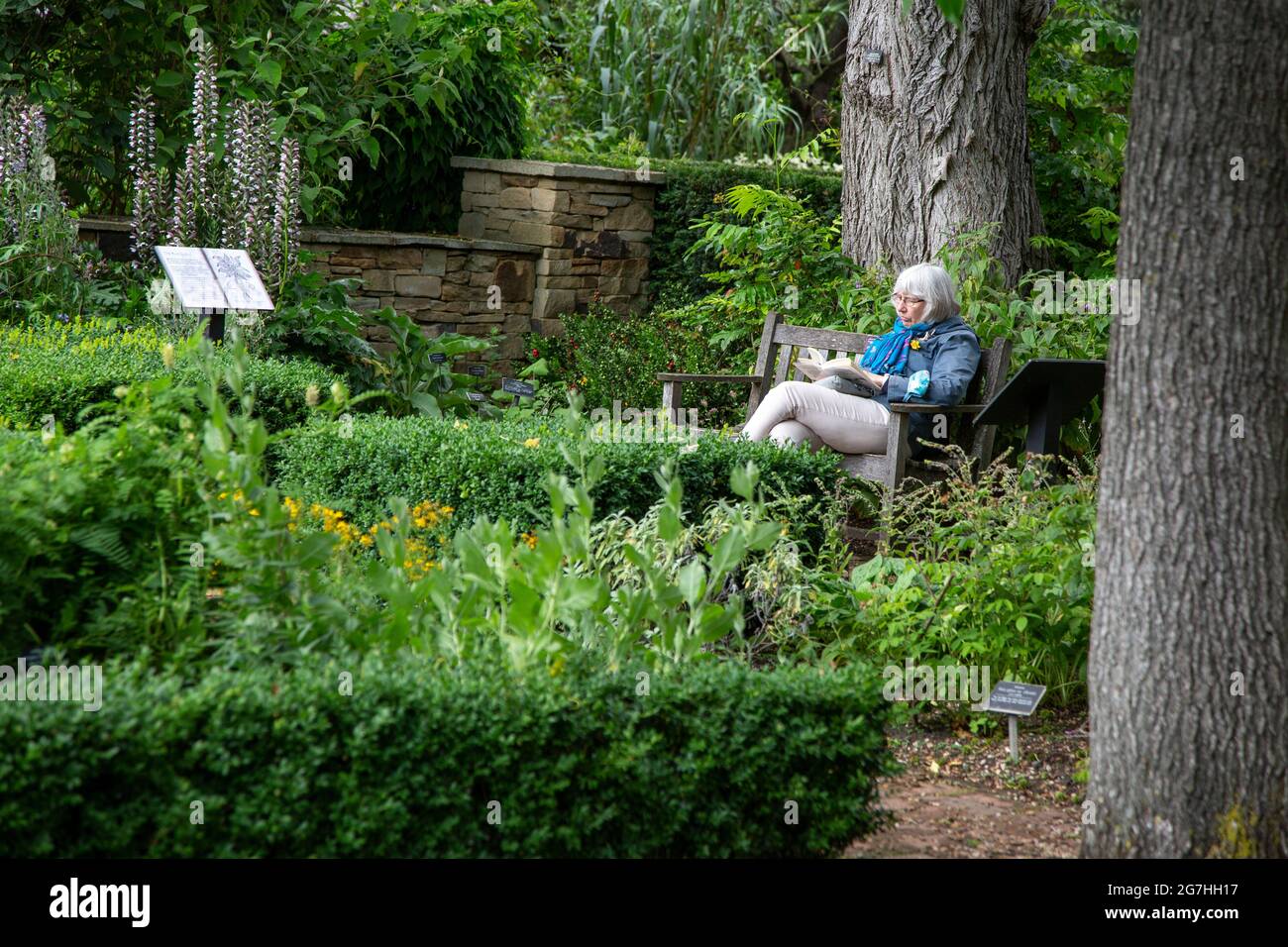 Eine Frau, die im Chelsea Physic Garden liest - eine Oase der Ruhe in der geschäftigen Stadt London, Großbritannien. Der Chelsea Physic Garden ist einer der ältesten bo Stockfoto