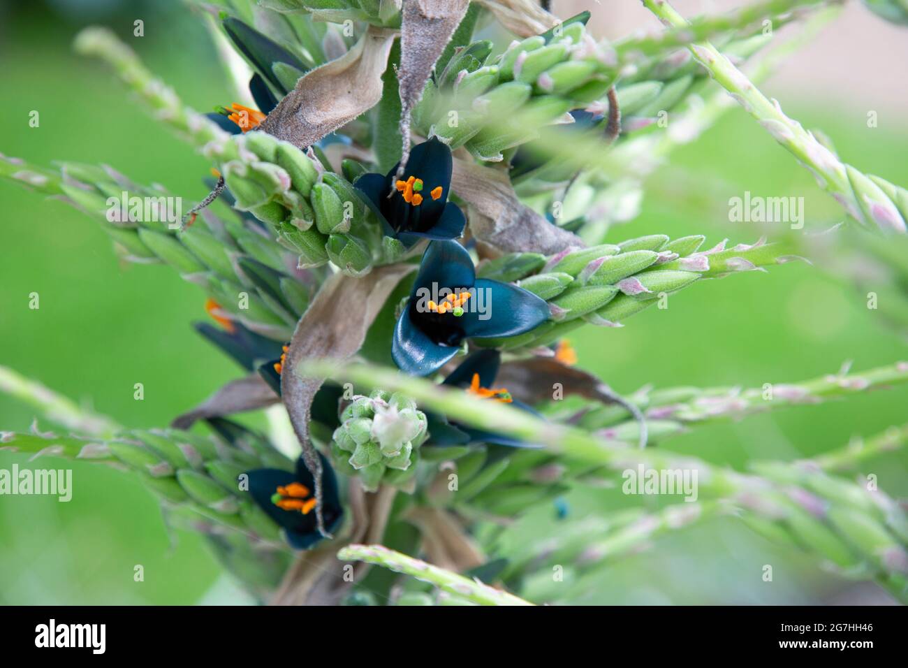 Die blaue Blüte der puya alpestris, auch Saphirturm genannt, ist eine Bromeliadart, die in den chilenischen Anden beheimatet ist. Stockfoto