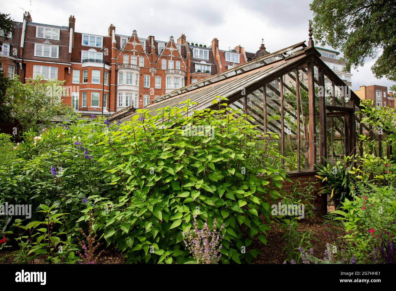 Green House im Chelsea Physic Garden, London, Großbritannien. Der Chelsea Physic Garden ist einer der ältesten botanischen Gärten Großbritanniens. Im Jahr 1673 war es es es Stockfoto