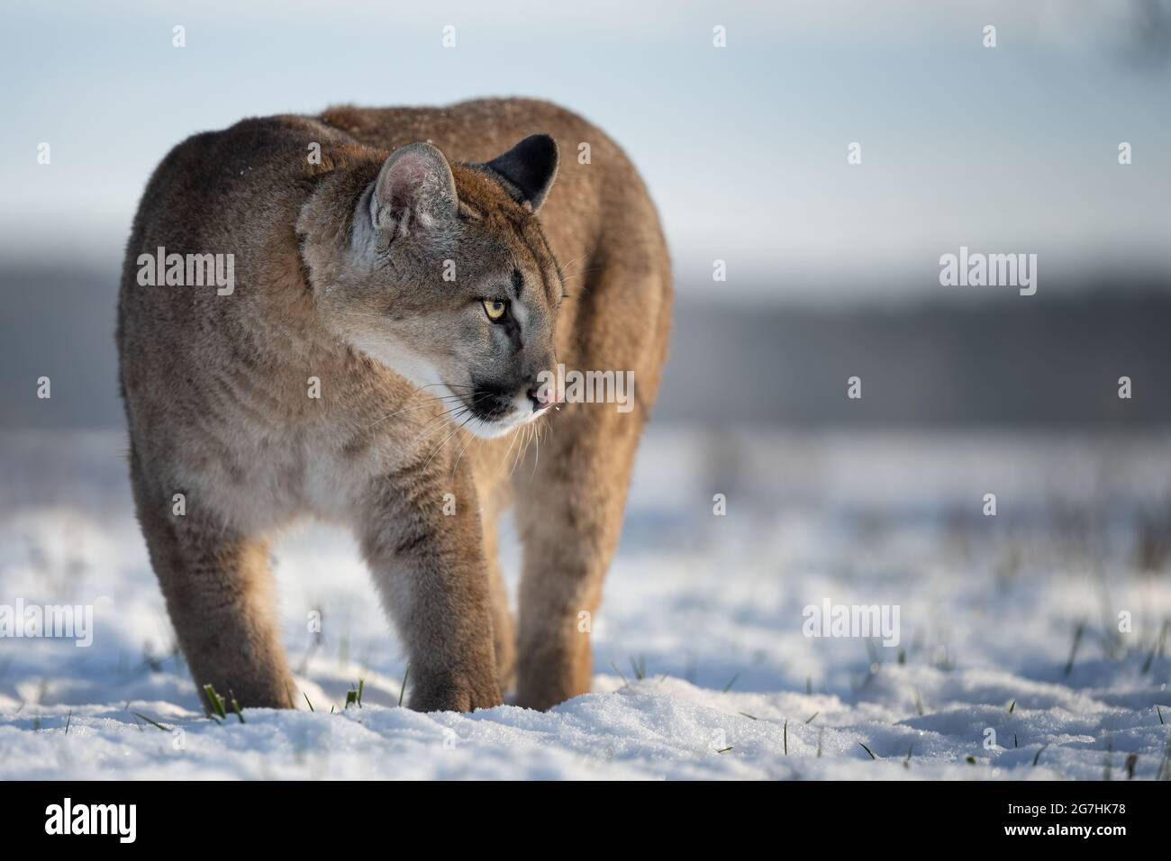 Der amerikanische Puma genießt frisch gefallenen Schnee Stockfotografie -  Alamy